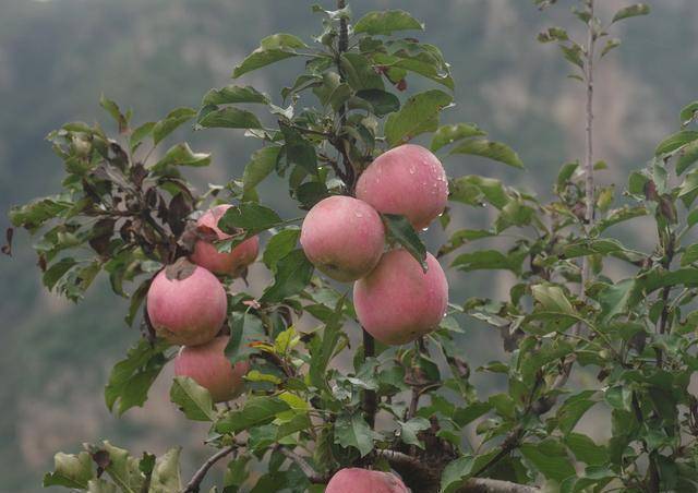 樱桃破解版苹果
:「水果猎人」破案了！车厘子和樱桃原来真的不一样！