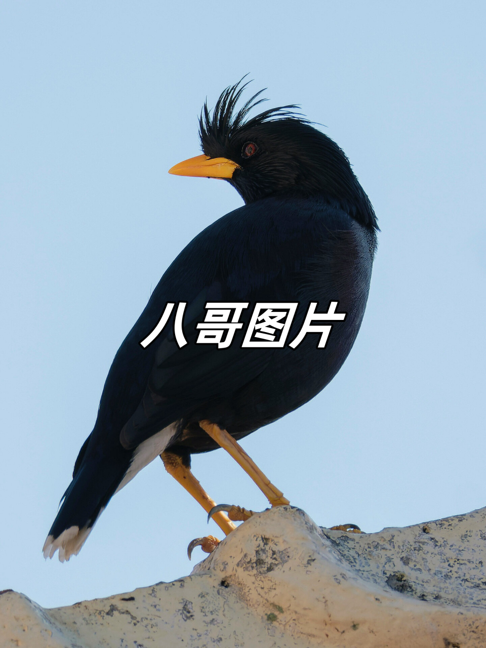 手机版八哥电影八哥电视剧电影手机版-第2张图片-太平洋在线下载