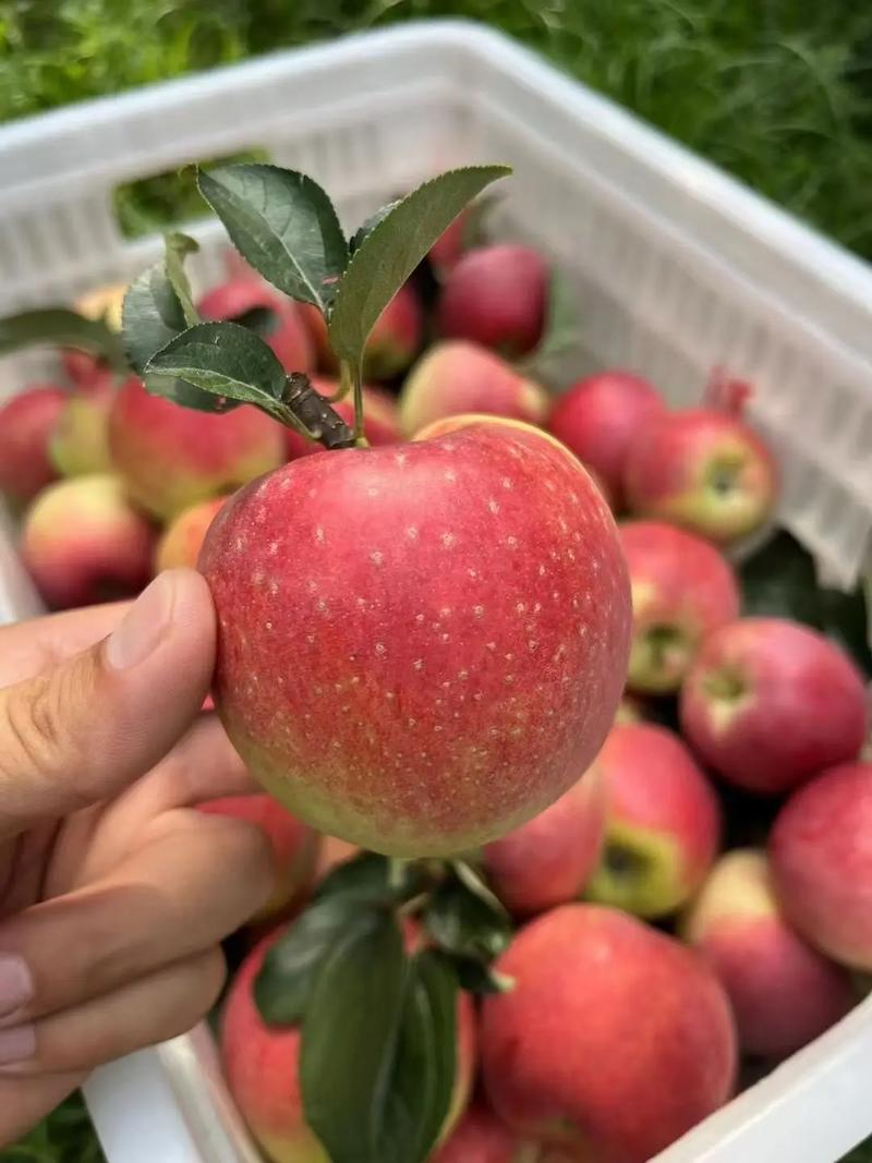 清丰版小苹果的简单介绍